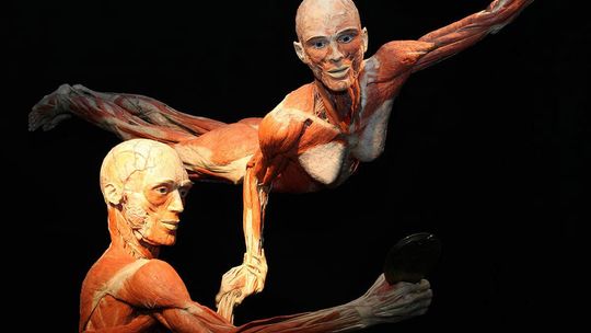BODY WORLDS we Wrocławiu – fascynująca wystawa o życiu i zdrowiu. Tylko do 11.08!
