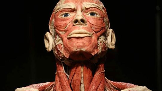 BODY WORLDS we Wrocławiu - To wystawa o życiu i zdrowiu, którą trzeba zobaczyć!