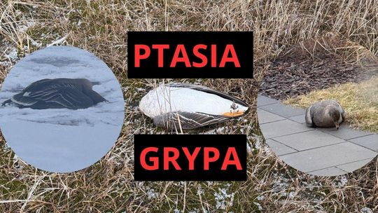 Gęsi padają jak muchy, a mieszkańcy oczekują reakcji