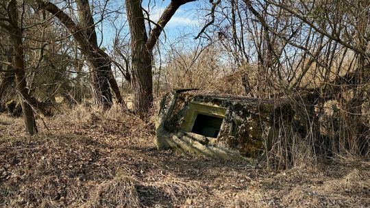 Jednoosobowe bunkry z czasów II wojny światowej i ich niezwykłe skupisko w Jelczu