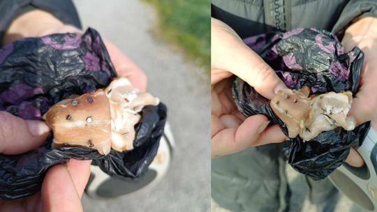 Kiałbasa ze... szpilkami?! Po co? Z nienawiści do zwierząt?