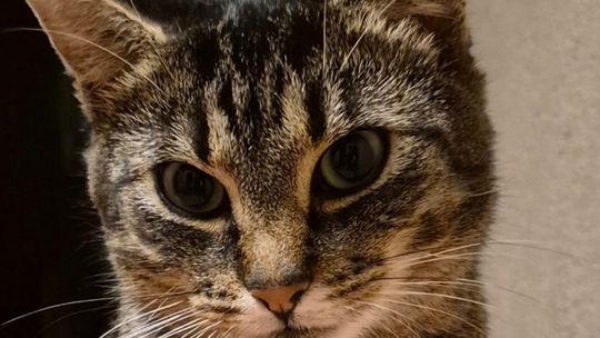 Na ratunek "Szarej z dworca"