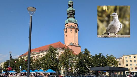 OŁAWA Dlaczego odstraszacze gołębi milczą?