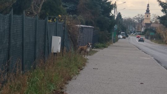 Pies chodzi luzem, może być agresywny