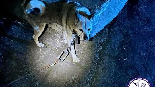 Porzucił psa i przywiązał go do słupa. Policja szuka właściciela
