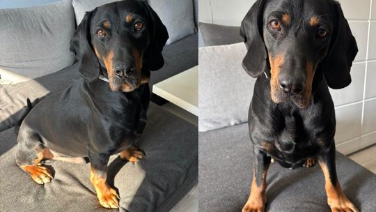 Rasowy GOŃCZY SŁOWACKI Dyziek poleca się DO ADOPCJI