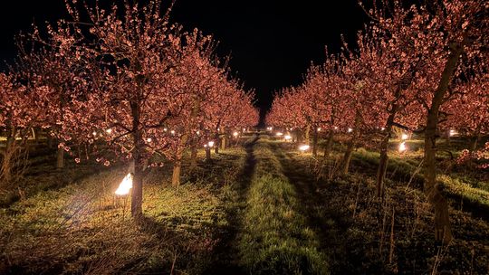 Sadownicy spod Oławy walczą z przymrozkami. Ta noc znów może być trudna