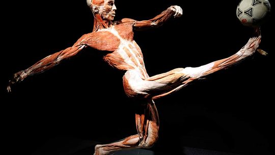 Wystawa BODY WORLDS we Wrocławiu przedłużona do 30 czerwca!