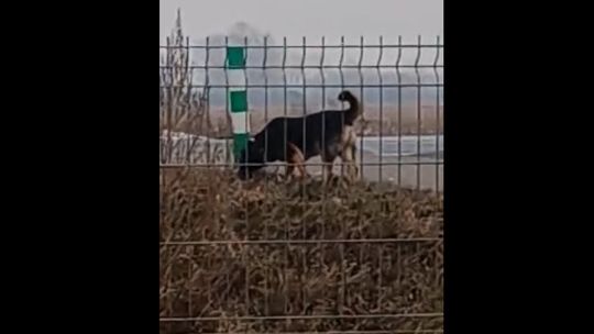 Zaatakował 3-letnią dziewczynkę. Czy ktoś rozpoznaje tego psa?