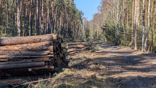 Zaniepokojony czytelnik pyta o tę wycinkę. Mamy odpowiedź