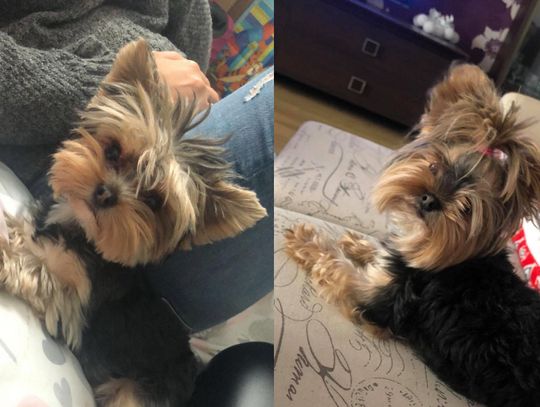 1000 złotych nagrody! Gdzie jest Tosia?