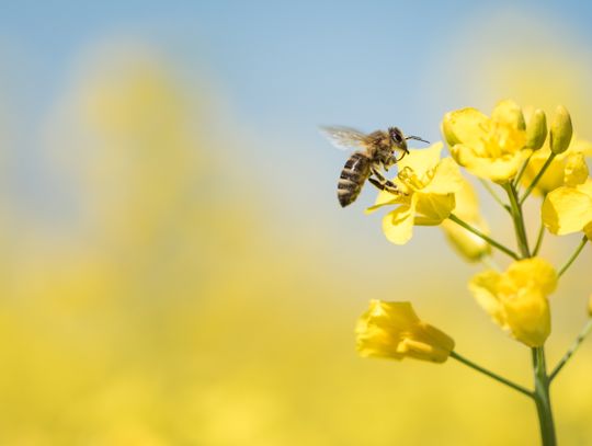 20 maja to Dzień Pszczół. Dlaczego są w niebezpieczeństwie i jak im pomóc?