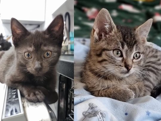 4-miesięczne urocze kocurki szukają domu 4-miesięczne urocze kocurki szukają domu