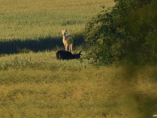 Adam Polit sfotografował coś bardzo rzadkiego! To naprawdę niesamowite