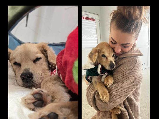 Amorek znalazł tymczasowy dom u Klaudii