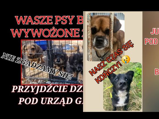 Awantura o bezdomne zwierzęta cd.