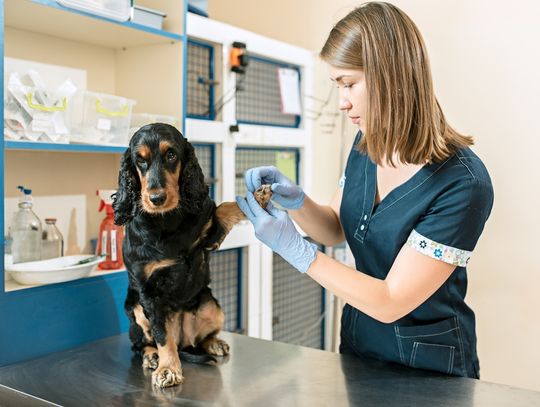 Badania profilaktyczne psa – co, dlaczego i jak często powinniśmy badać?