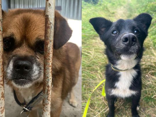 Batman i Romuś szukają domu. "W ciągu paru dni zostaną wywiezione"