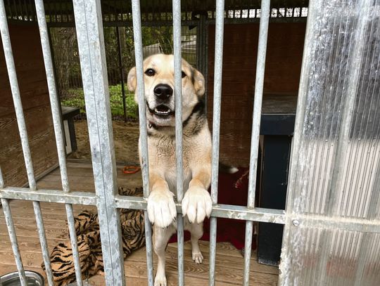 Będą wozić zwierzęta do schronisk oddalonych o ponad 150 km! Bo się nie dogadali Będą wozić zwierzęta do schronisk oddalonych o ponad 150 km! Bo się nie dogadali