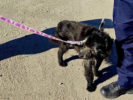 Błąkał się w Ścinawie