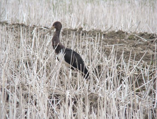 Bocian czarny pod Oławą