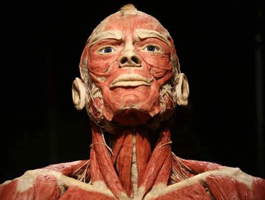 BODY WORLDS