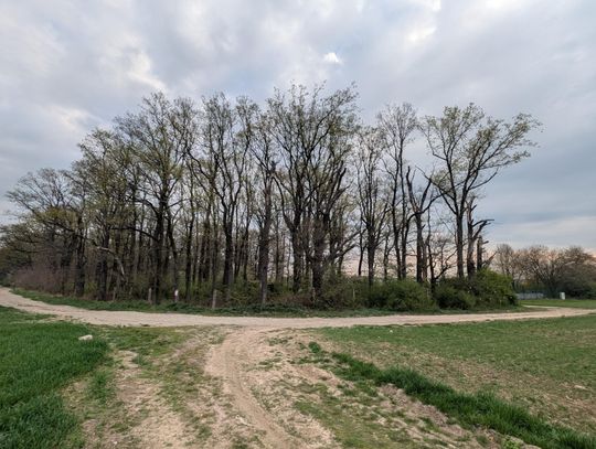 Burmistrz mówi, że nie wie, dlaczego był taki wniosek ZWiK w sprawie "lasku"
