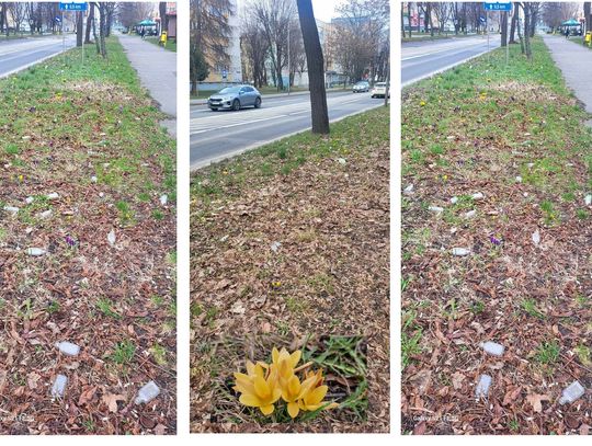 Butelki zamiast krokusów? Chyba tego nie chcemy Butelki zamiast krokusów? Chyba tego nie chcemy