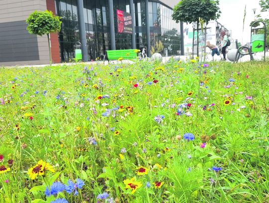 Cieszy oko i zatrzymuje wilgoć