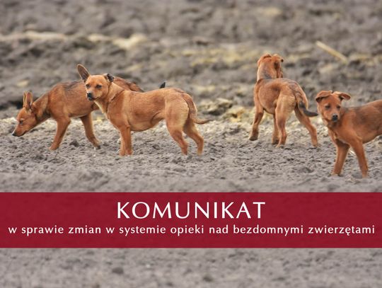 Co dalej ze zwierzętami? Gmina Oława tłumaczy