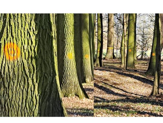 Co znaczą te kropki na pniach drzew?