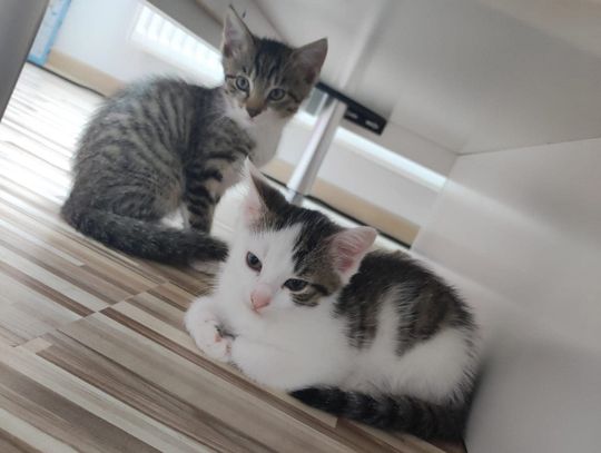 Cudna kotka i jej dwie córeczki szukają kochających opiekunów