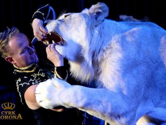 Cyrk KORONA w Jelczu-Laskowicach. Mamy bilety!