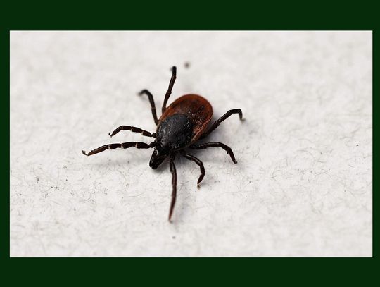 Czy mroźna zima sprawi, że komarów i kleszczy będzie mniej?