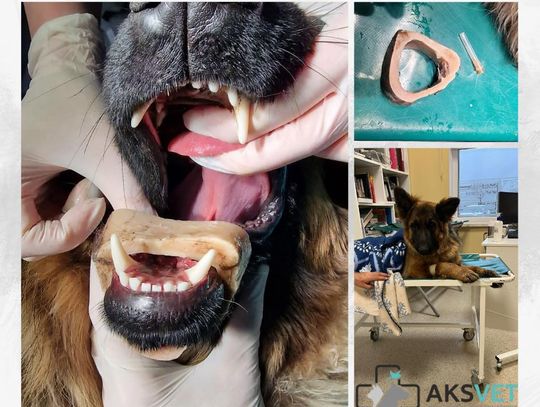 Czy powinno się dawać psom do zabawy kości albo bardzo twarde gryzaki?