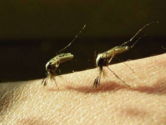 Czy uda się zwalczyć plagę komarów?