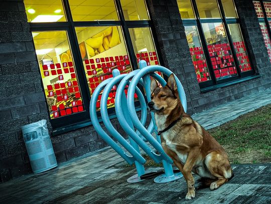 Czy zostawiać psy przed sklepami? A jeśli nie - to co z nimi zrobić?