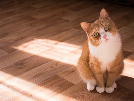 Dobra karma dla kota - czyli jaka?