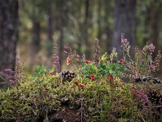 Dom pachnący jesienią – jak kwiaty i świece tworzą ciepły klimat w mieszkaniu