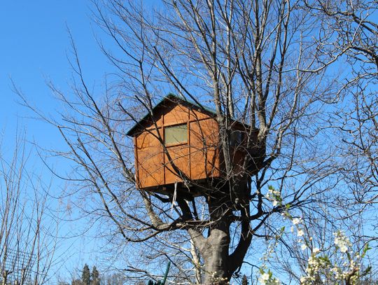 Domek na drzewie  