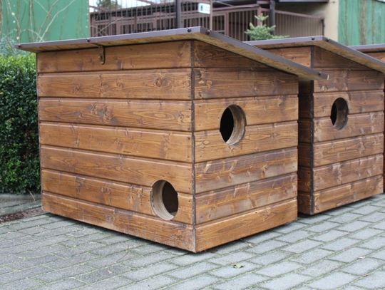 Domki dla bezdomnych kotów. Tak czy nie?