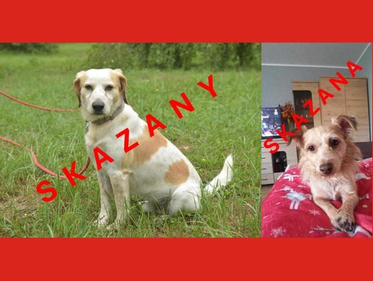 Dropsik i Kasia zostali skazani na DOŻYWOCIE