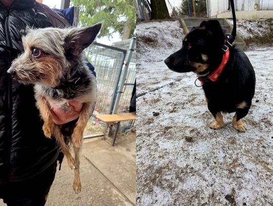 Dwa znalezione pieski czekają w oławskim schronisku