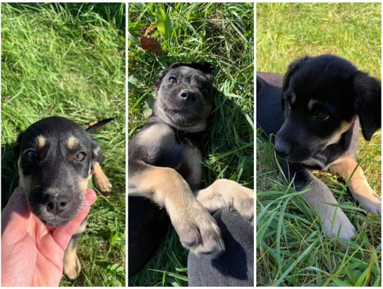 Dwie dziewczynki, jeden chłopczyk. Kto je pokocha? 