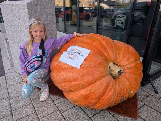 Dynia gigant jest w Oławie