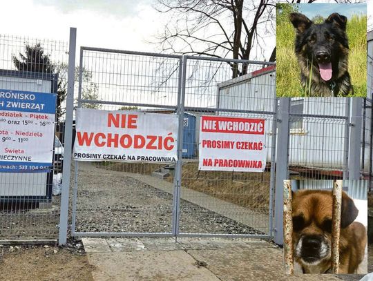 Dyrektor: - Sorry, to nie jest hotel pięciogwiazdkowy, tylko schronisko Dyrektor: - Sorry, to nie jest hotel pięciogwiazdkowy, tylko schronisko