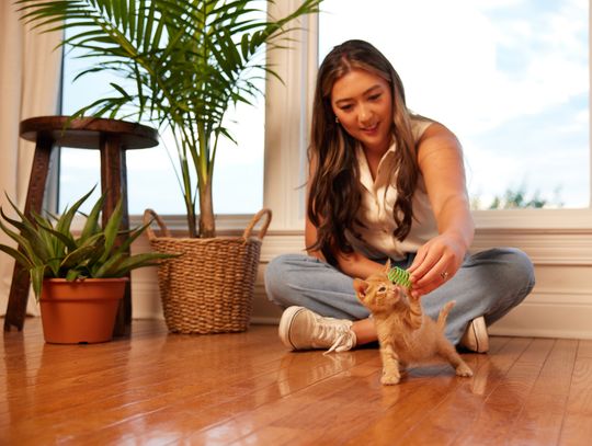 Dzień Kota: 5 faktów o kotach, które mogą cię zaskoczyć