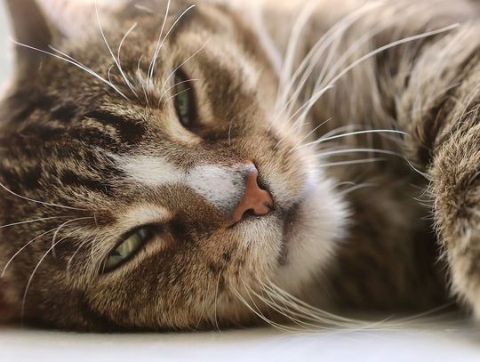 Eksperci. Grypa kotów. Co o niej wiemy i jak uniknąć zakażenia