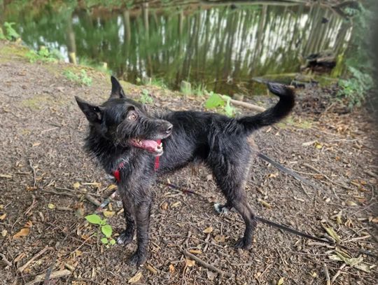 FOREST to pies do pokochania! FOREST to pies do pokochania!