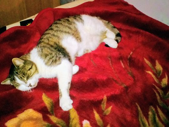 Gdzie jest Micia? Dla znalazcy nagroda